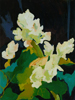 Rhubarb 3